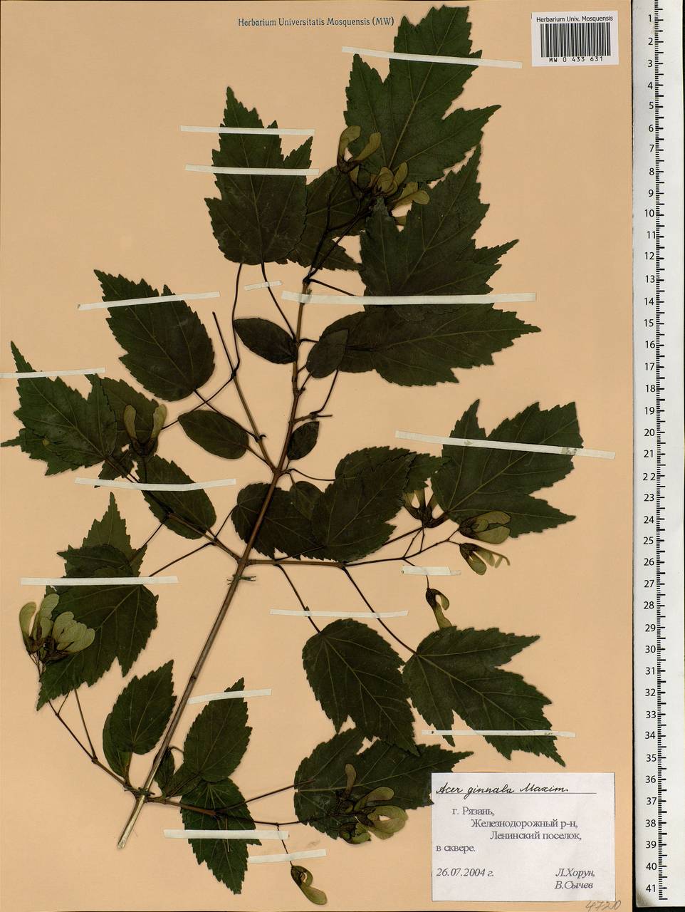 Acer tataricum subsp. ginnala (Maxim.) Wesm., Eastern Europe, Central region (E4) (Russia)