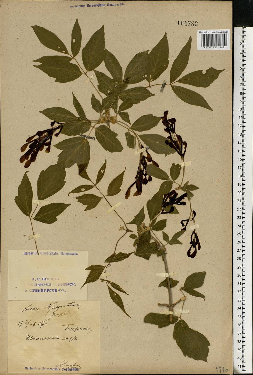 Acer negundo L., Eastern Europe, Eastern region (E10) (Russia)