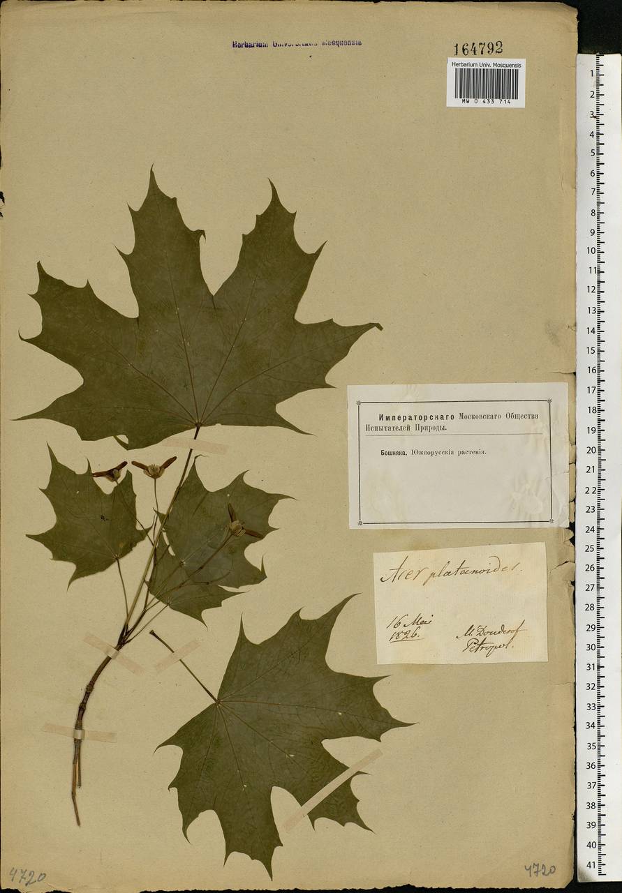 Acer platanoides L., Eastern Europe, North-Western region (E2) (Russia)