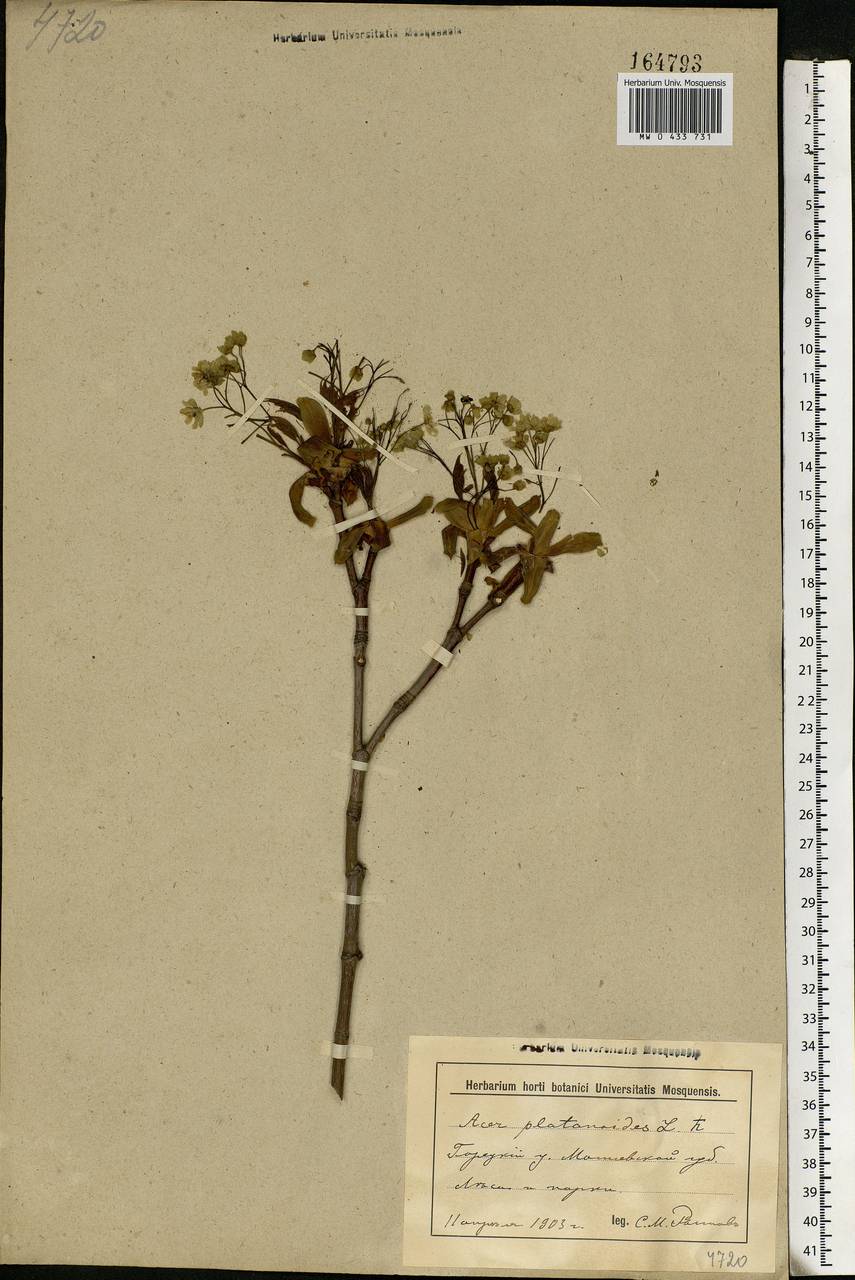 Acer platanoides L., Eastern Europe, Belarus (E3a) (Belarus)