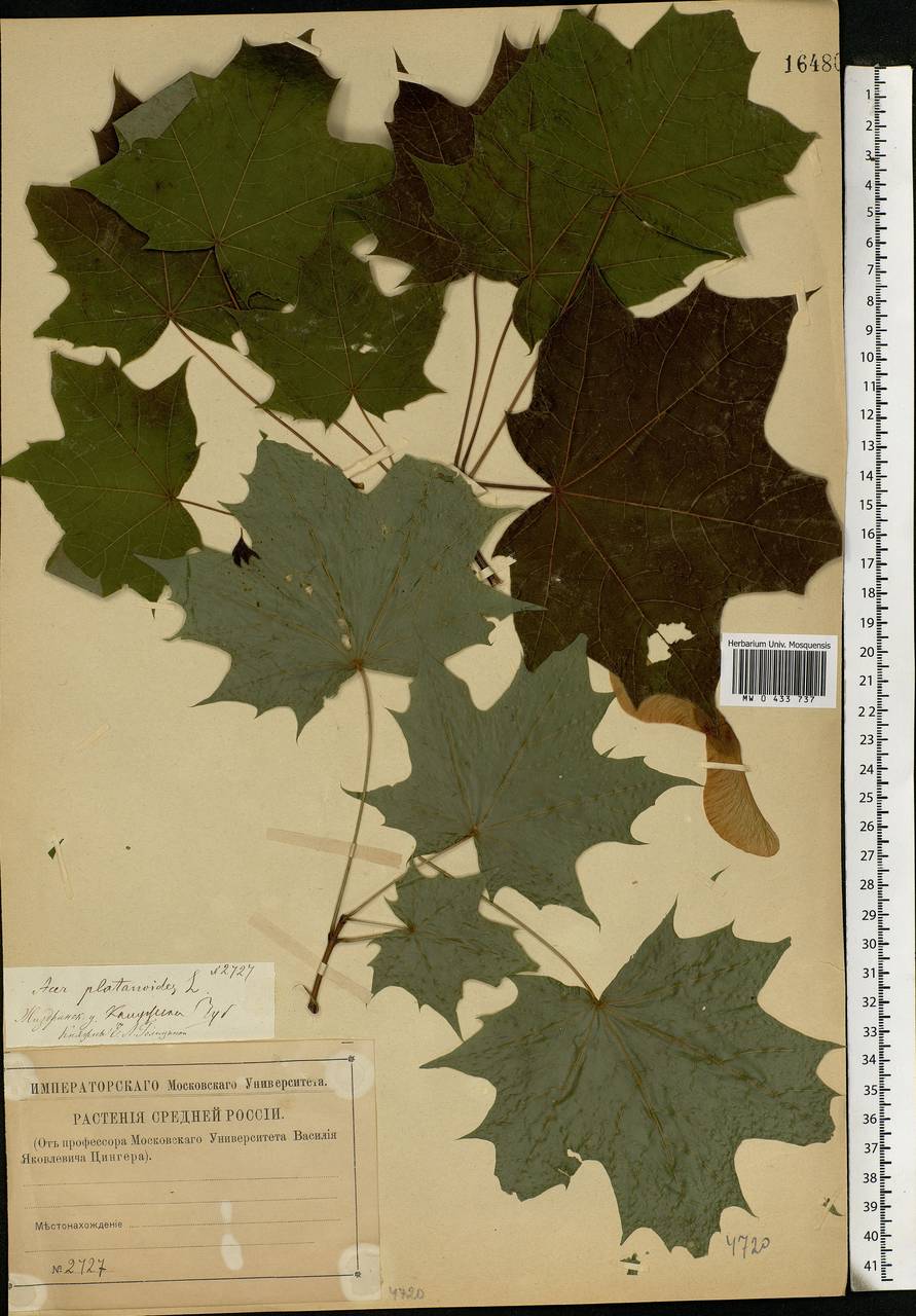Acer platanoides L., Eastern Europe, Central region (E4) (Russia)