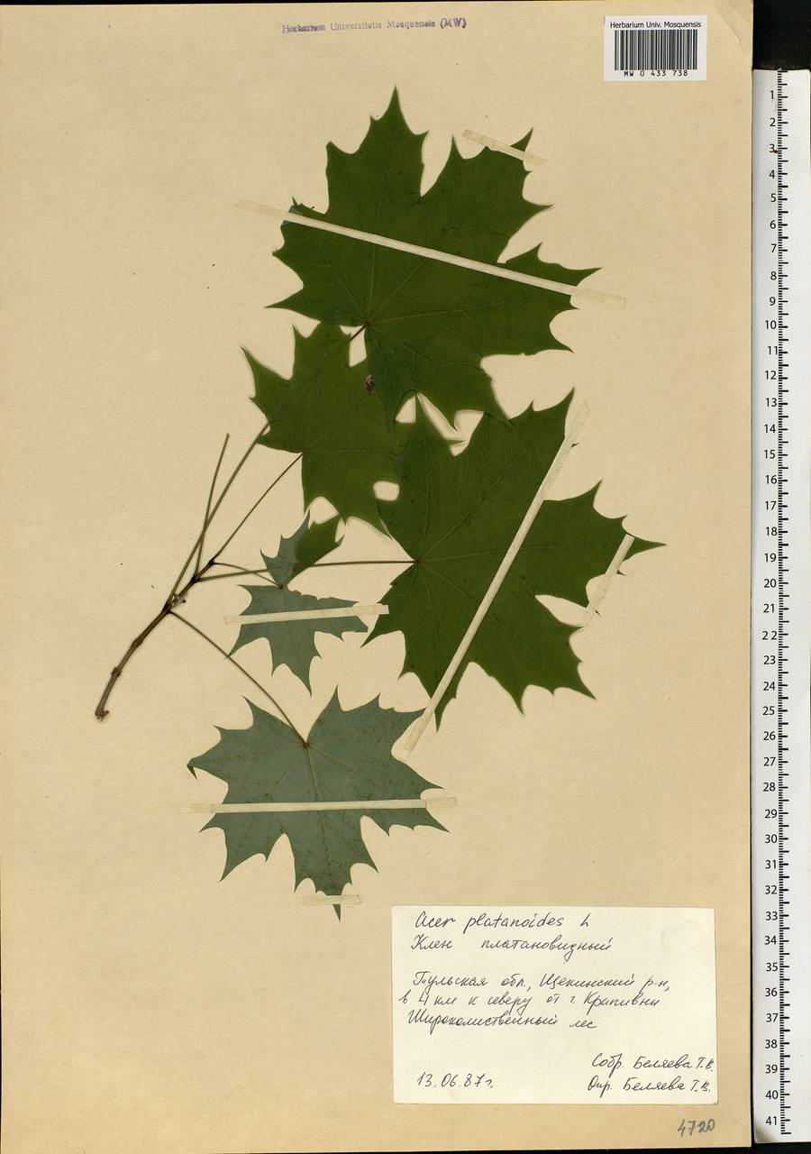 Acer platanoides L., Eastern Europe, Central region (E4) (Russia)