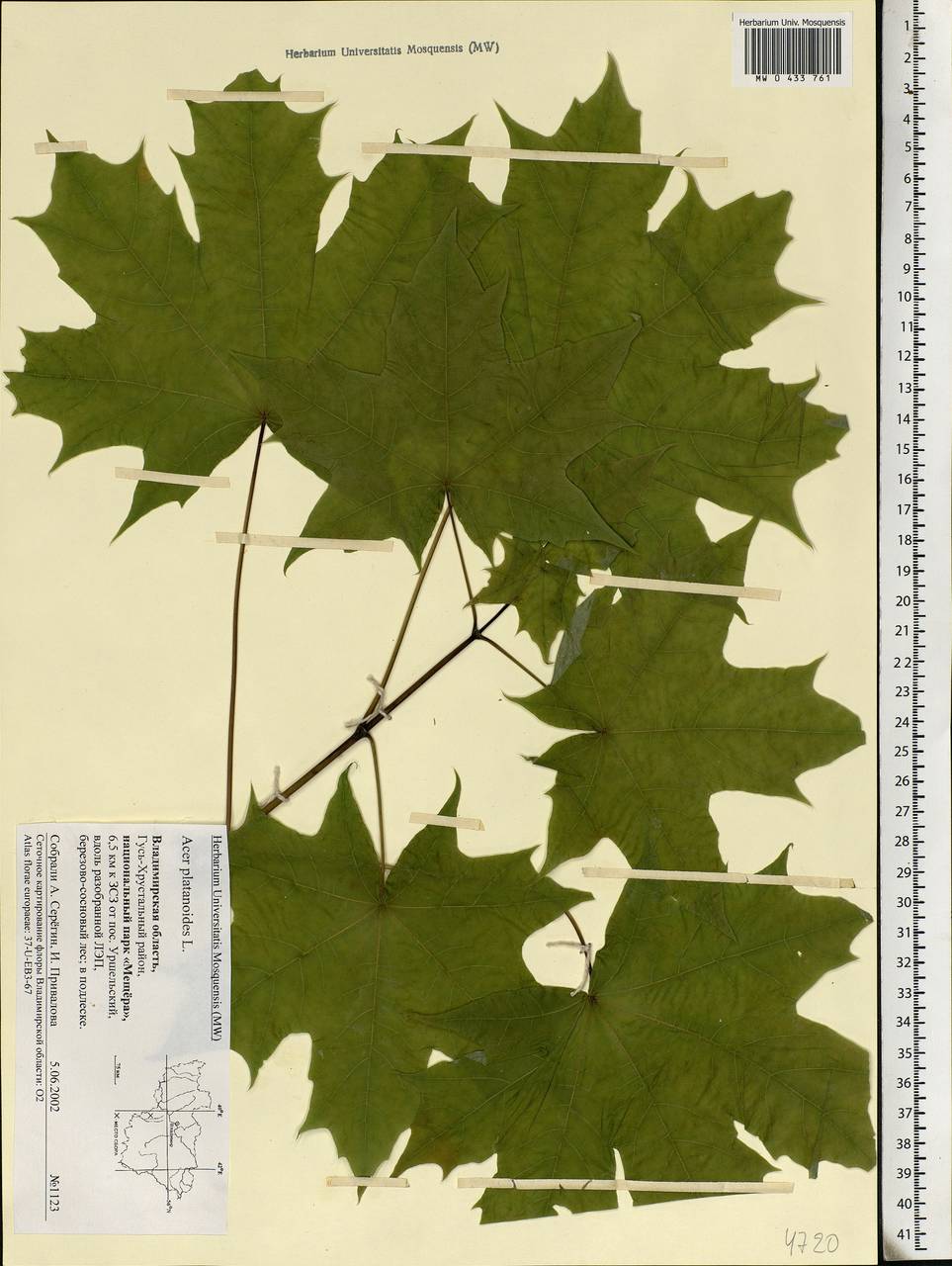 Acer platanoides L., Eastern Europe, Central region (E4) (Russia)