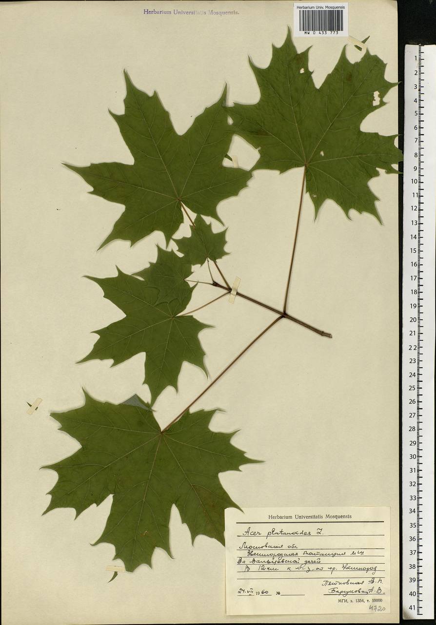 Acer platanoides L., Eastern Europe, Moscow region (E4a) (Russia)