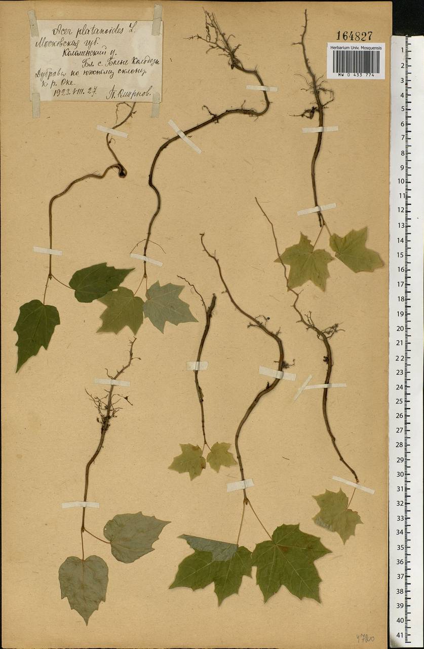 Acer platanoides L., Eastern Europe, Moscow region (E4a) (Russia)