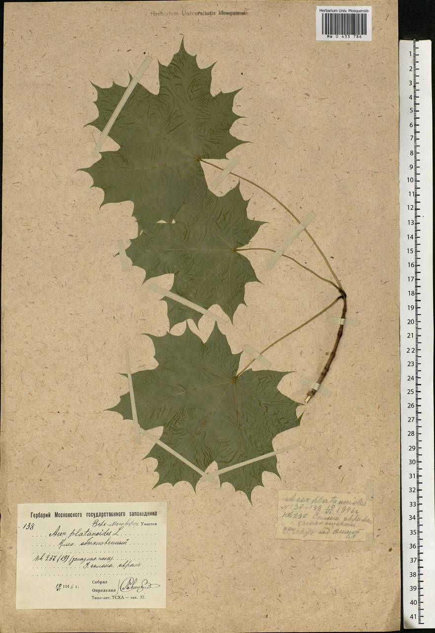 Acer platanoides L., Eastern Europe, Moscow region (E4a) (Russia)