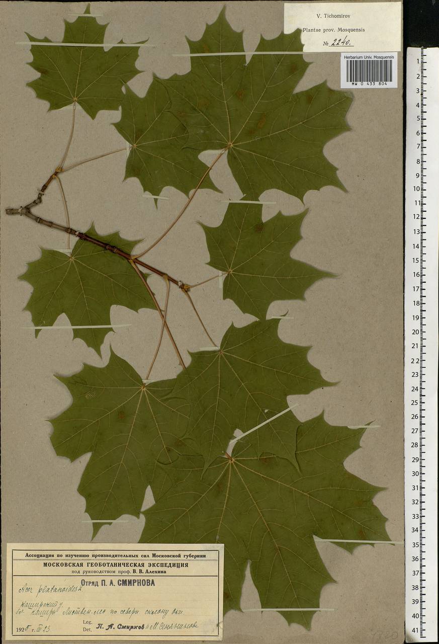 Acer platanoides L., Eastern Europe, Moscow region (E4a) (Russia)