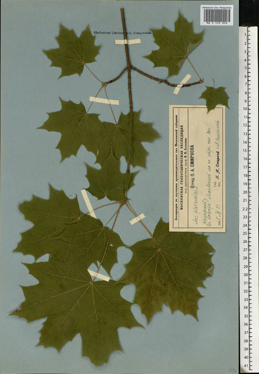 Acer platanoides L., Eastern Europe, Moscow region (E4a) (Russia)