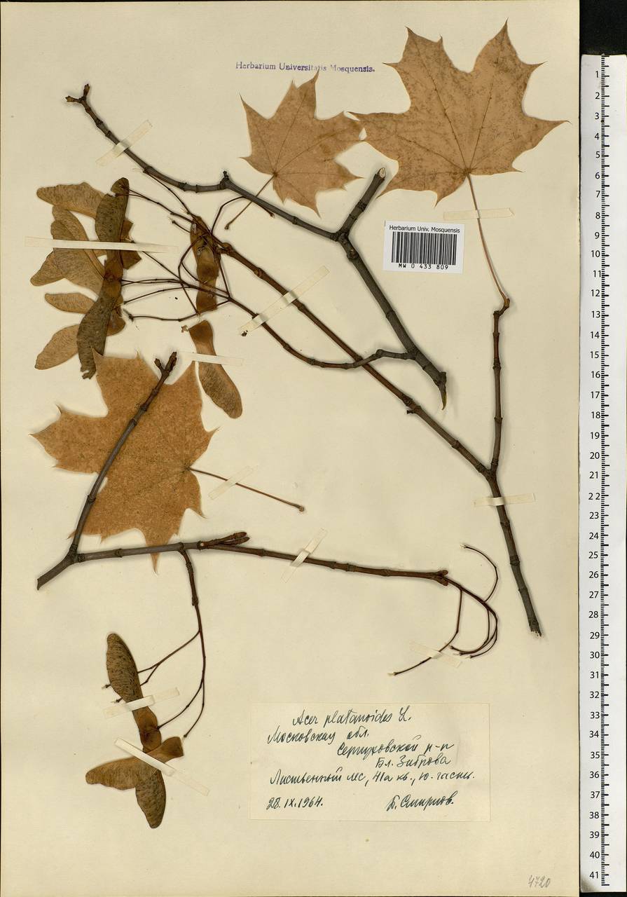 Acer platanoides L., Eastern Europe, Moscow region (E4a) (Russia)