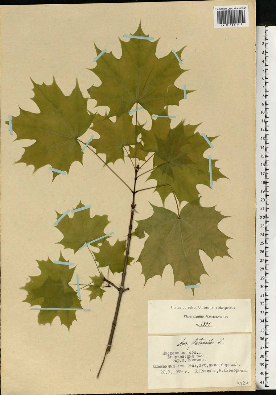 Acer platanoides L., Eastern Europe, Moscow region (E4a) (Russia)