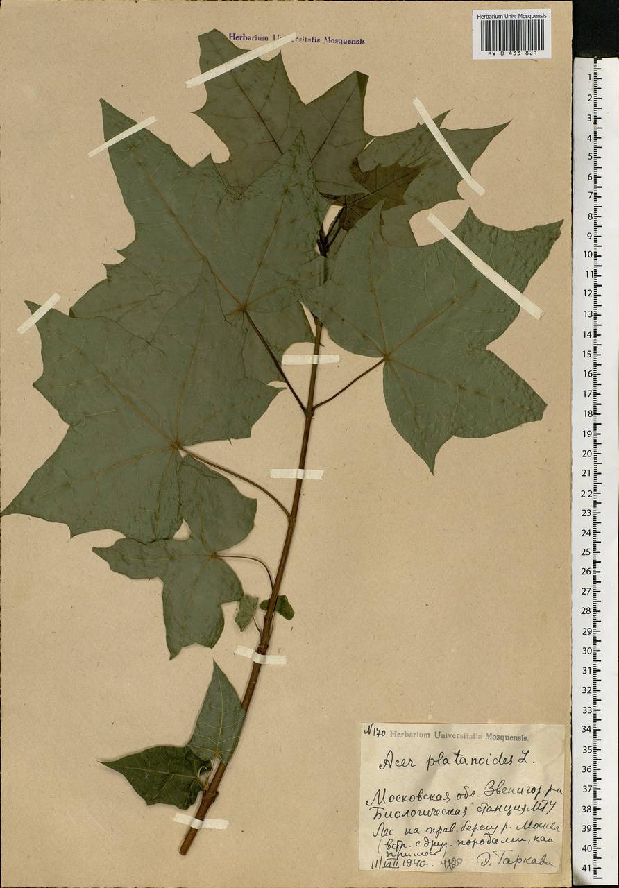 Acer platanoides L., Eastern Europe, Moscow region (E4a) (Russia)