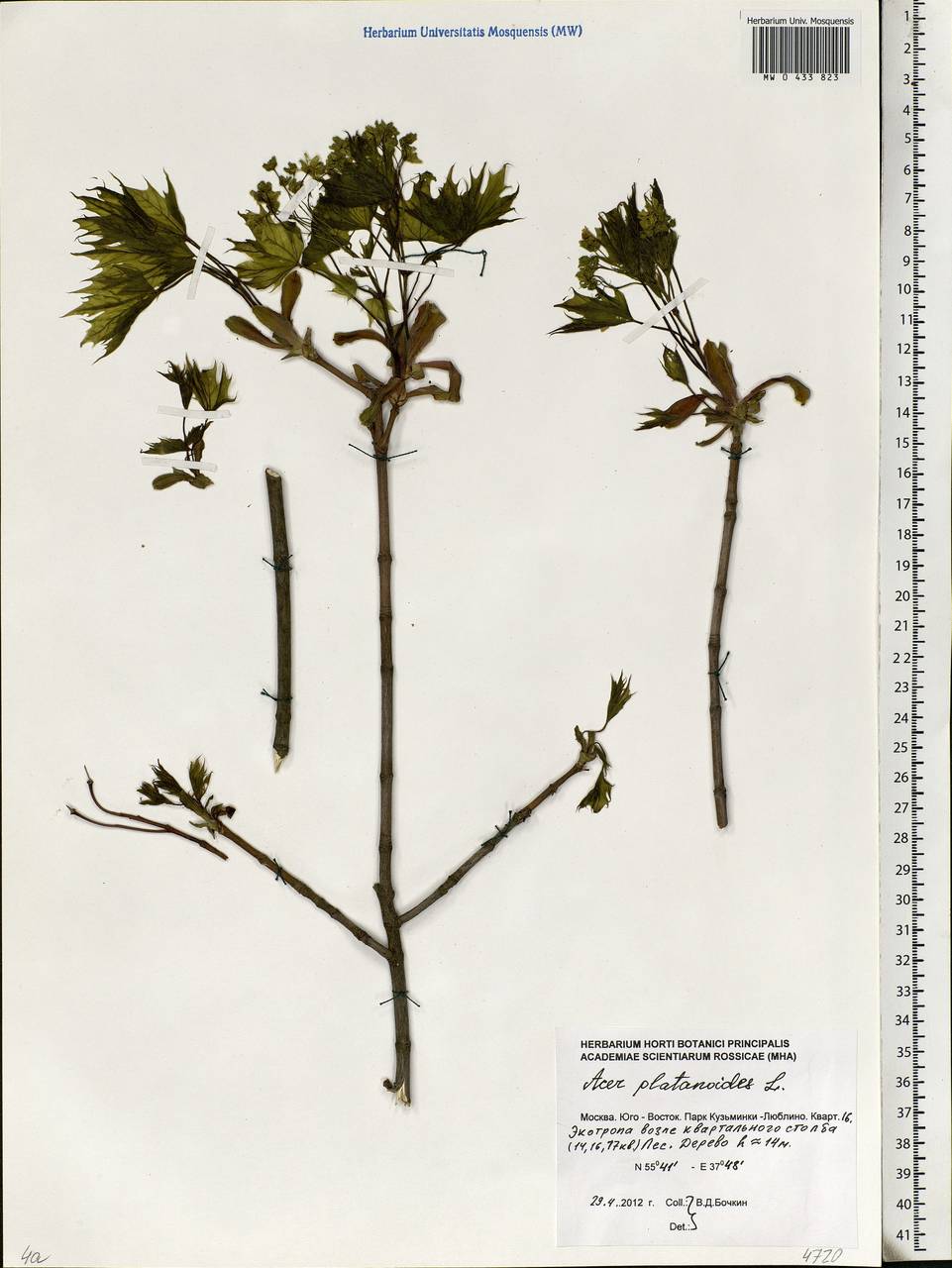 Acer platanoides L., Eastern Europe, Moscow region (E4a) (Russia)