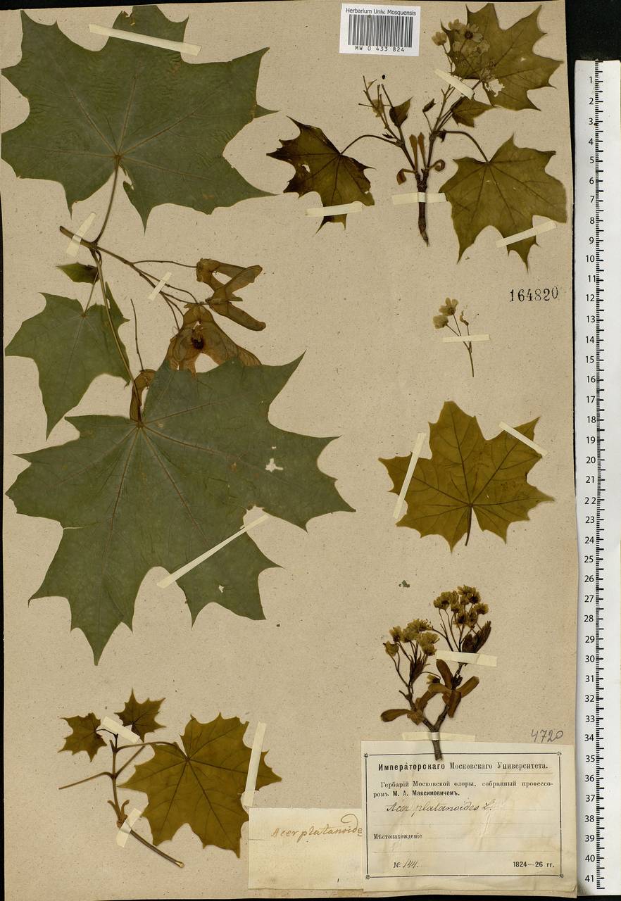 Acer platanoides L., Eastern Europe, Moscow region (E4a) (Russia)