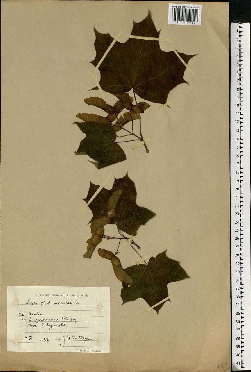 Acer platanoides L., Eastern Europe, Moscow region (E4a) (Russia)