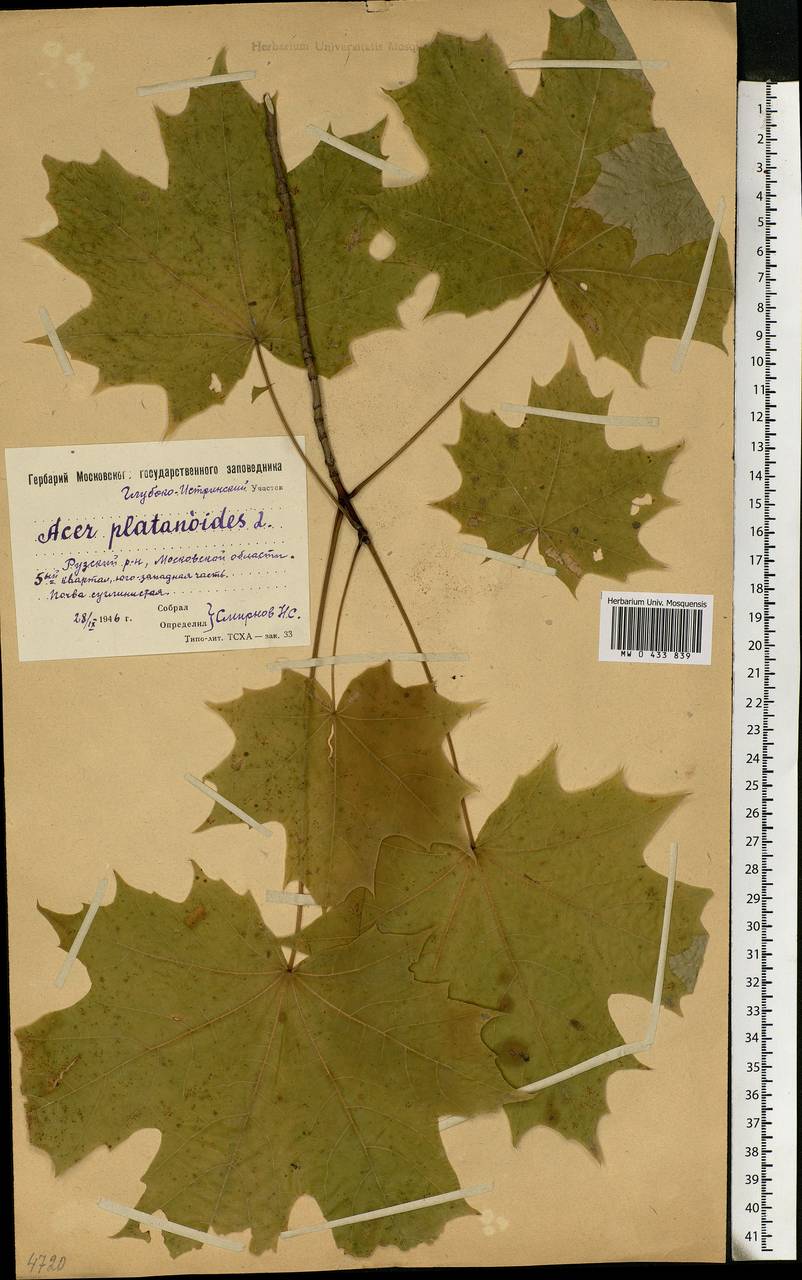 Acer platanoides L., Eastern Europe, Moscow region (E4a) (Russia)