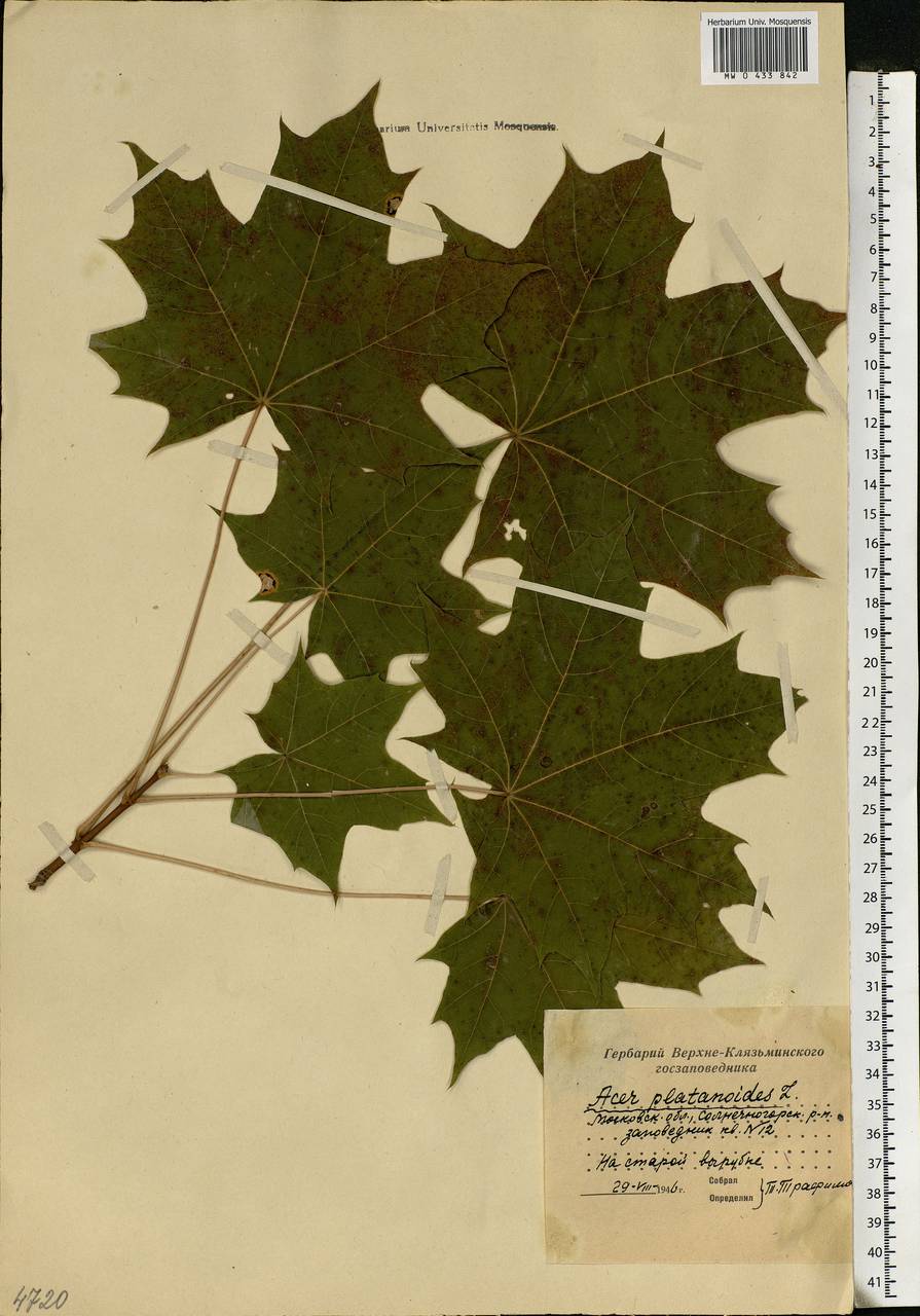 Acer platanoides L., Eastern Europe, Moscow region (E4a) (Russia)