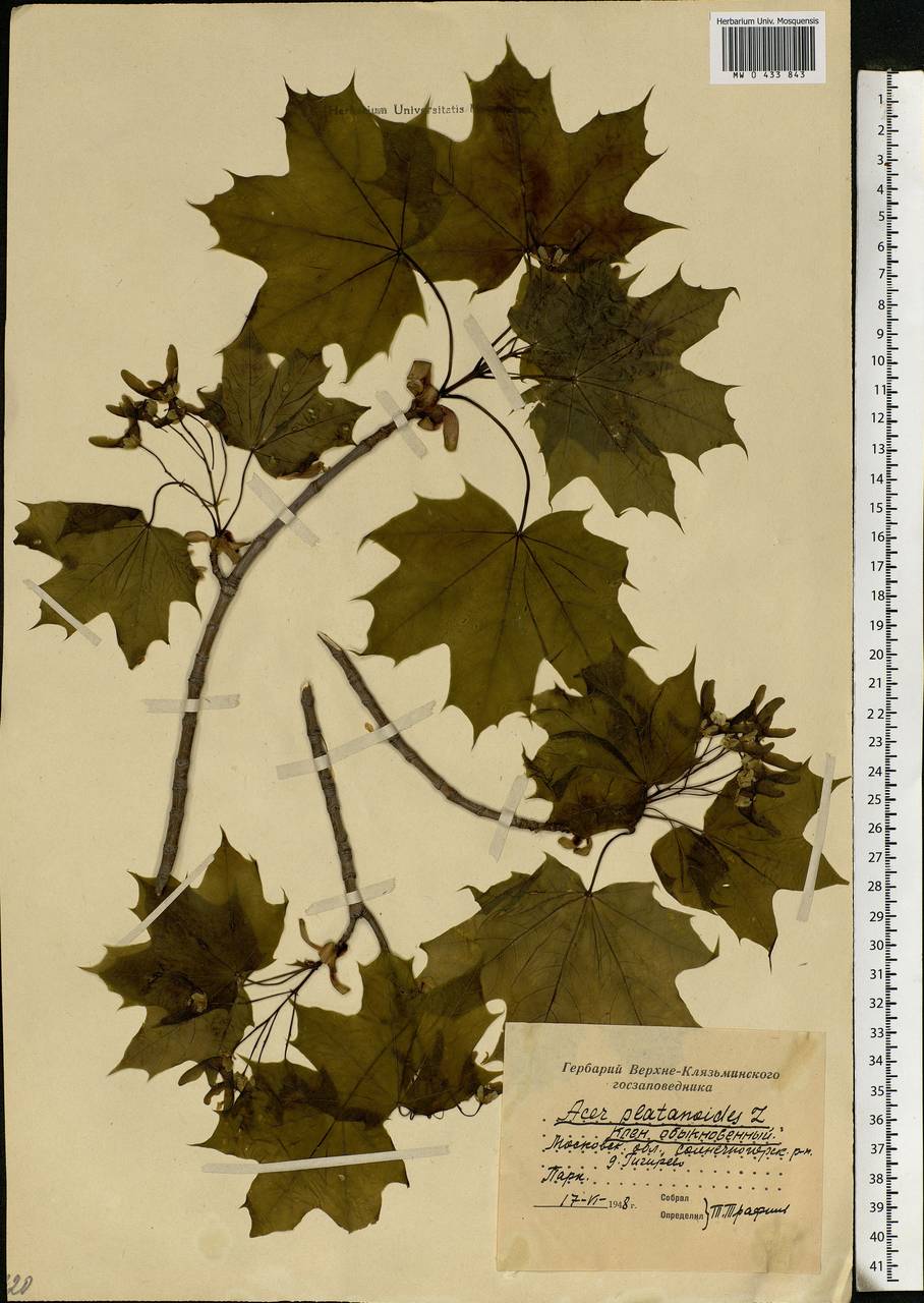 Acer platanoides L., Eastern Europe, Moscow region (E4a) (Russia)