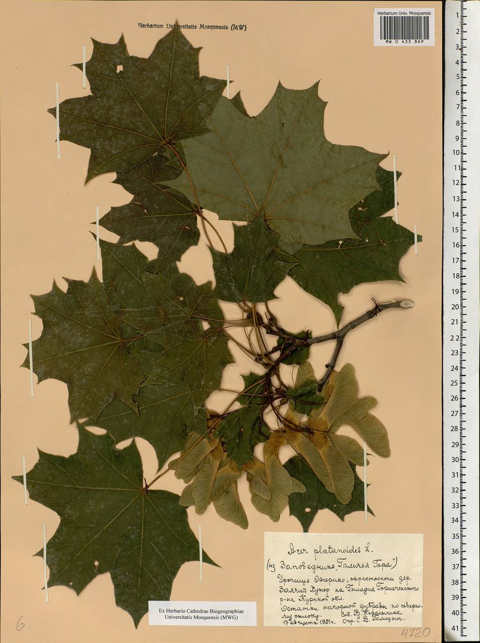 Acer platanoides L., Eastern Europe, Central forest-and-steppe region (E6) (Russia)