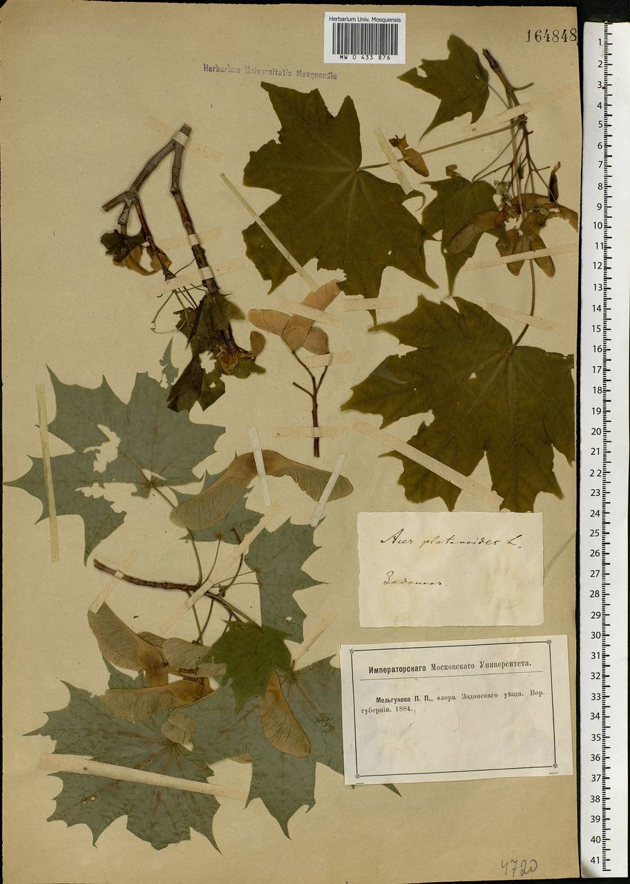 Acer platanoides L., Eastern Europe, Central forest-and-steppe region (E6) (Russia)