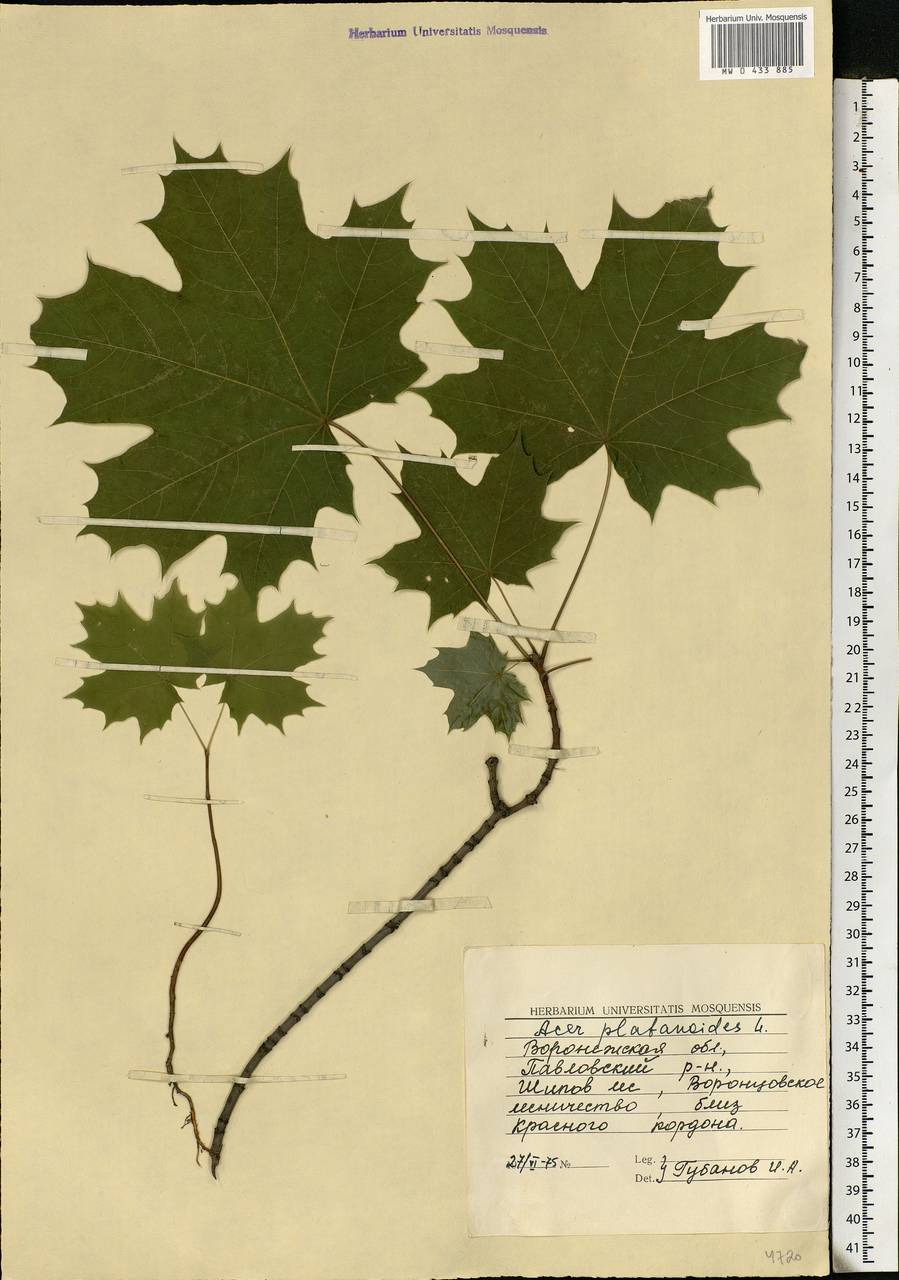 Acer platanoides L., Eastern Europe, Central forest-and-steppe region (E6) (Russia)