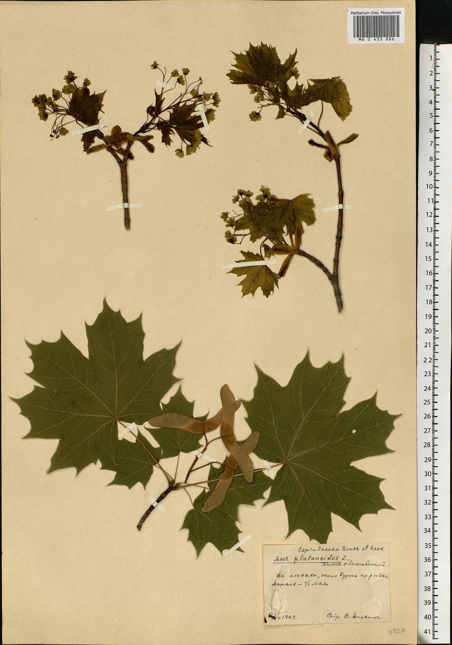 Acer platanoides L., Eastern Europe, Central forest-and-steppe region (E6) (Russia)