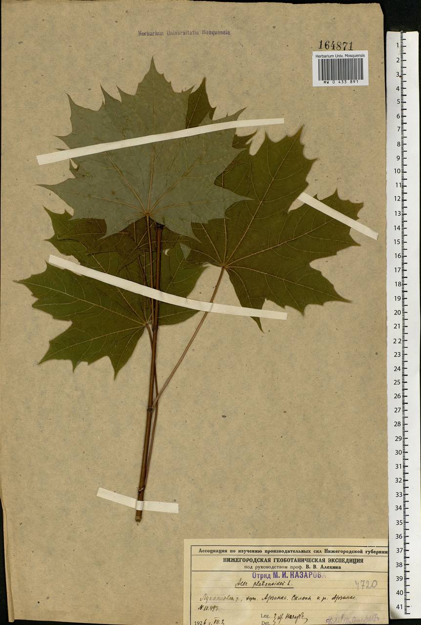 Acer platanoides L., Eastern Europe, Volga-Kama region (E7) (Russia)