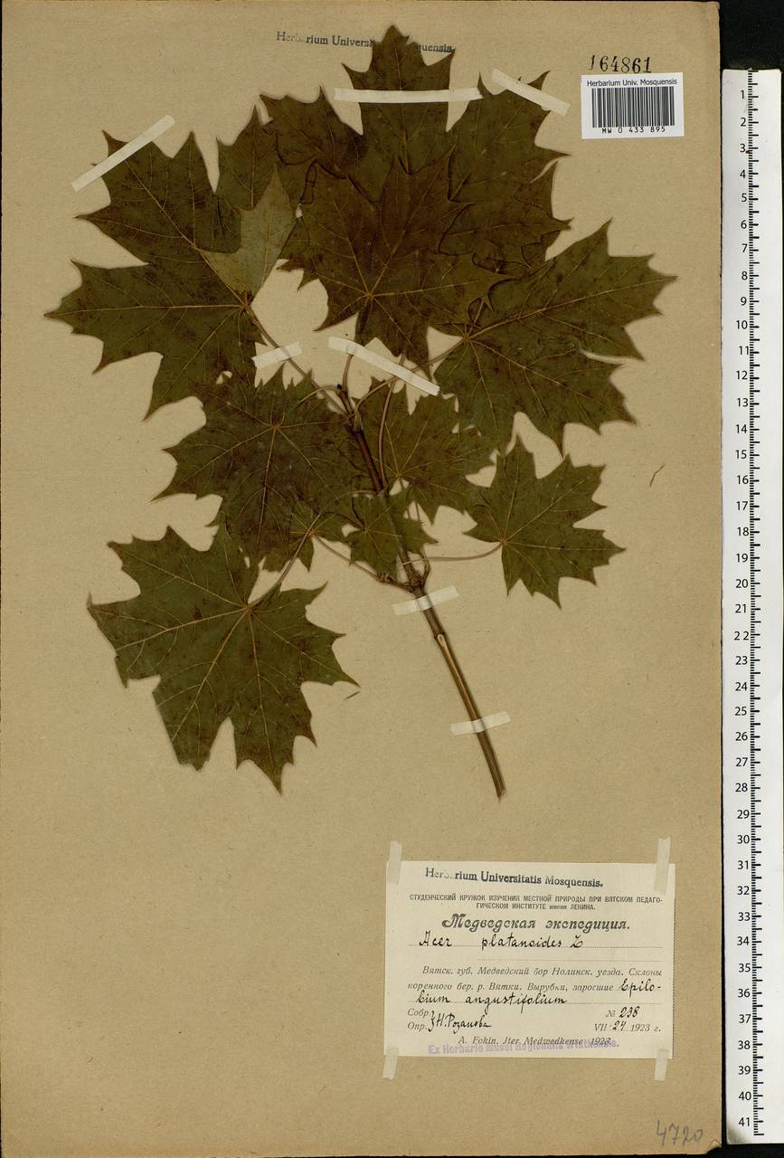 Acer platanoides L., Eastern Europe, Volga-Kama region (E7) (Russia)