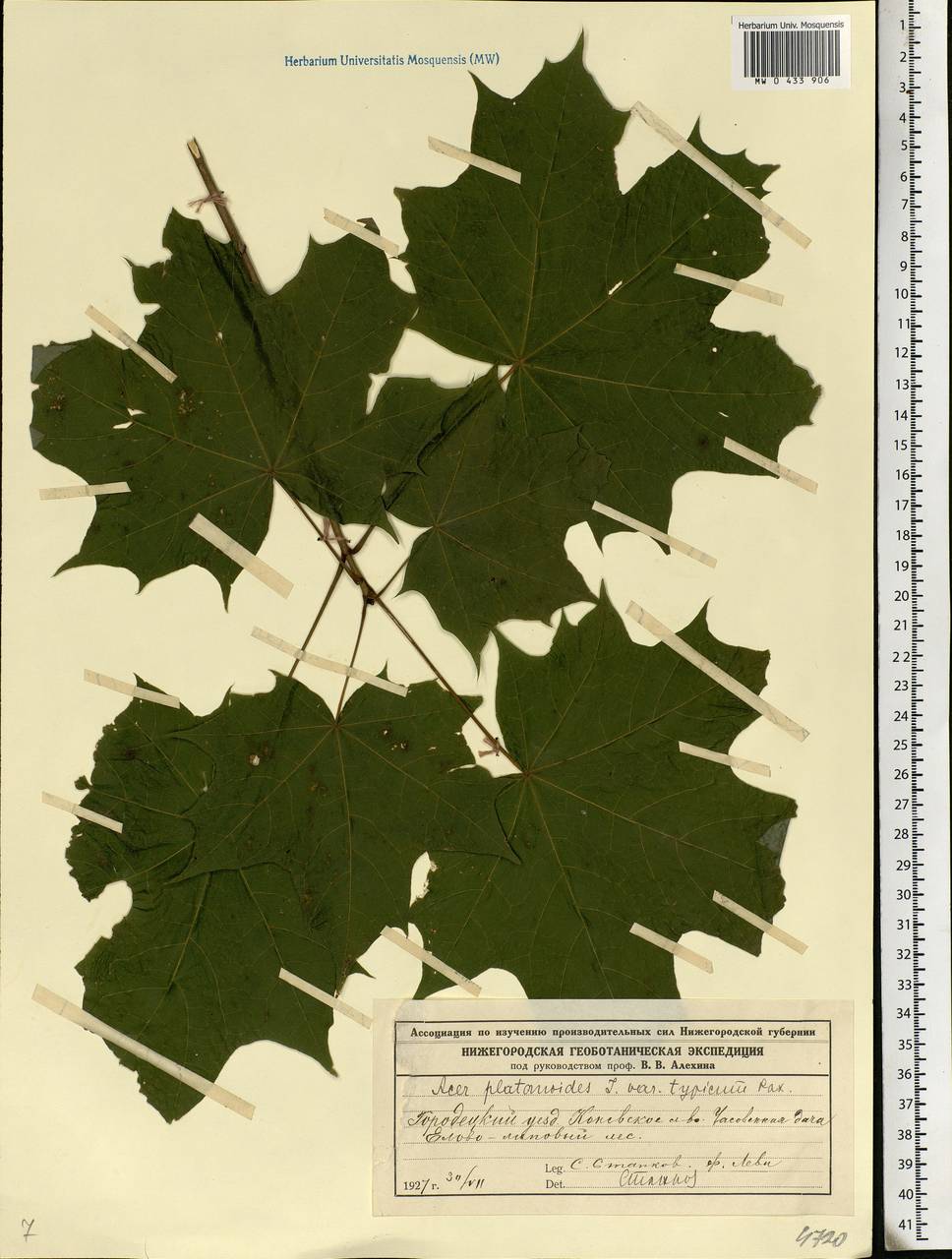 Acer platanoides L., Eastern Europe, Volga-Kama region (E7) (Russia)