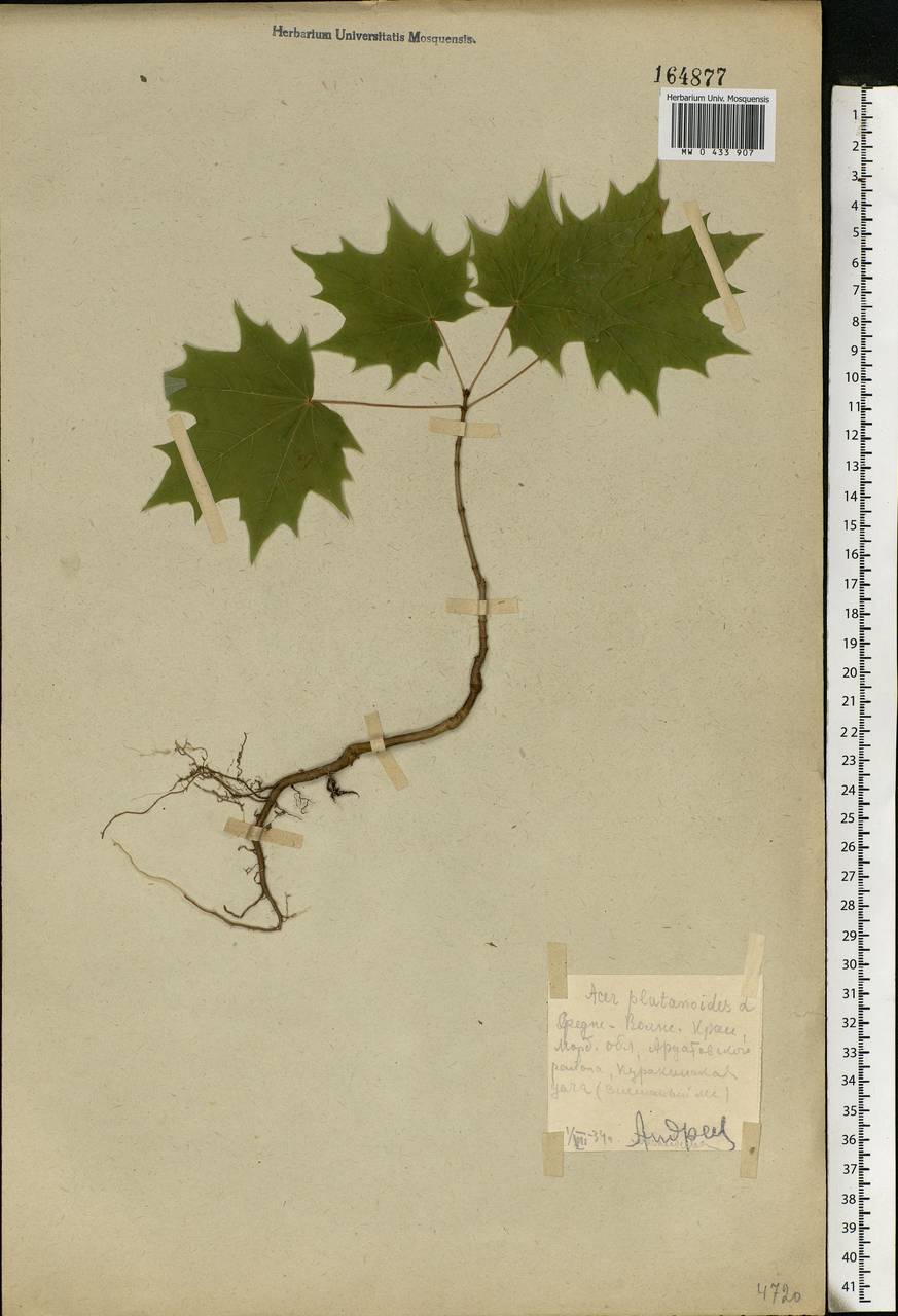 Acer platanoides L., Eastern Europe, Middle Volga region (E8) (Russia)