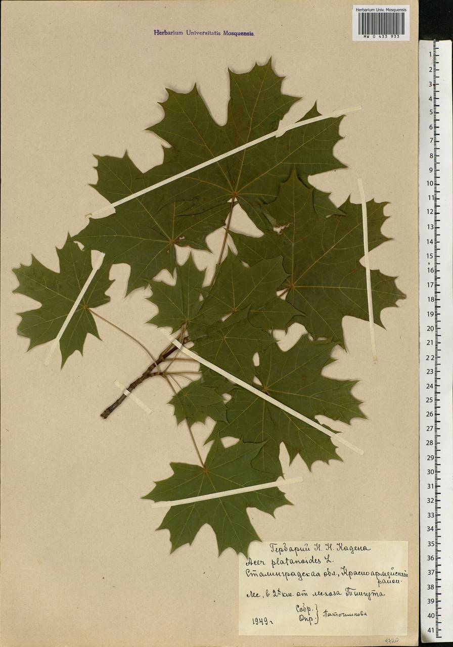 MW0433933, Acer platanoides (Клен платановидный, Клен остролистный), specimen Acer platanoides L., Eastern Europe, Lower Volga region (E9) (Russia)
