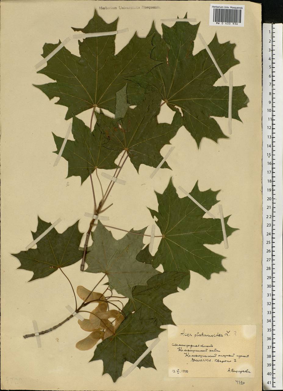 Acer platanoides L., Eastern Europe, Lower Volga region (E9) (Russia)