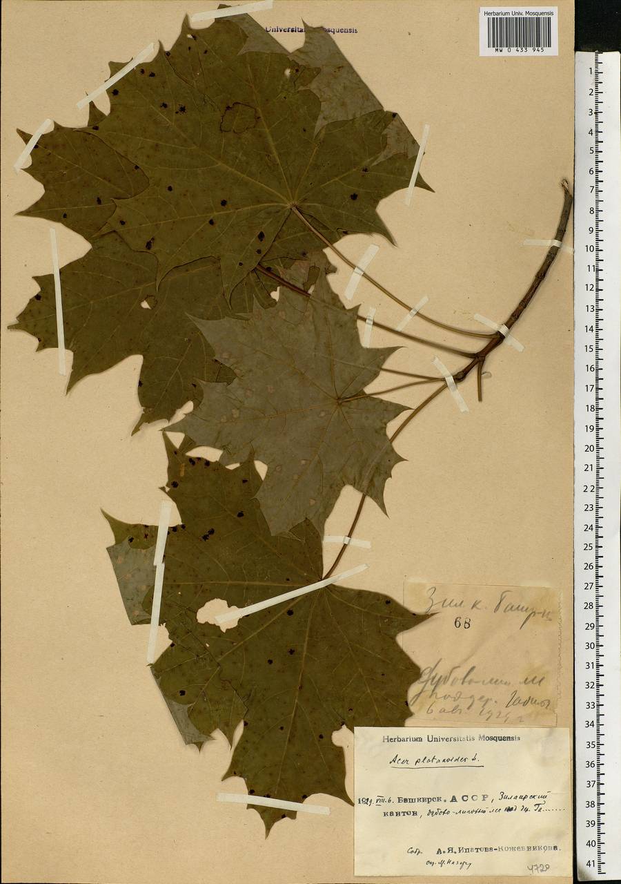Acer platanoides L., Eastern Europe, Eastern region (E10) (Russia)