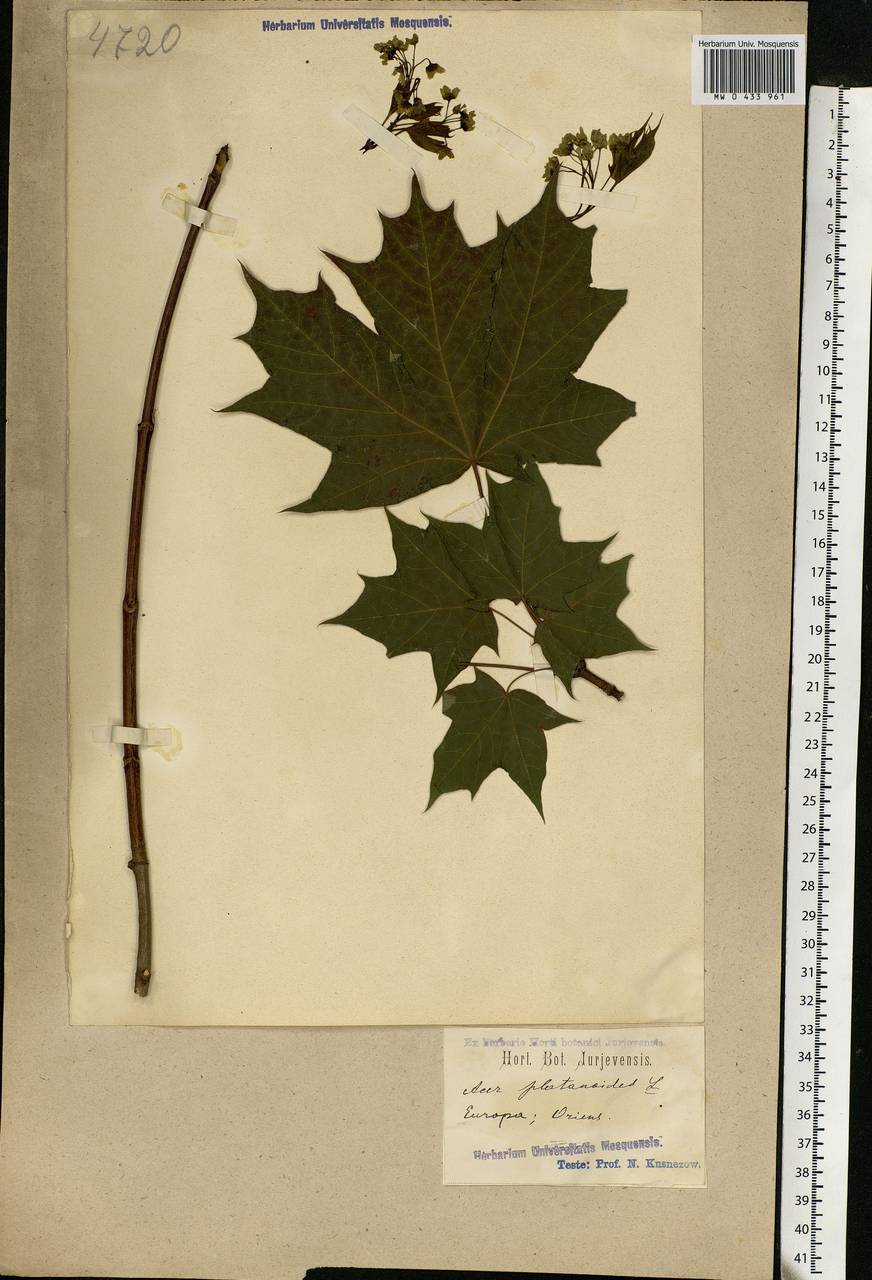 Acer platanoides L., Eastern Europe, South Ukrainian region (E12) (Ukraine)