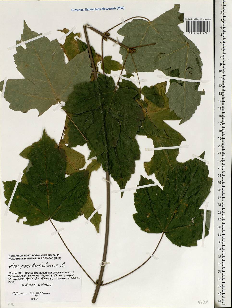Acer pseudoplatanus L., Eastern Europe, Moscow region (E4a) (Russia)