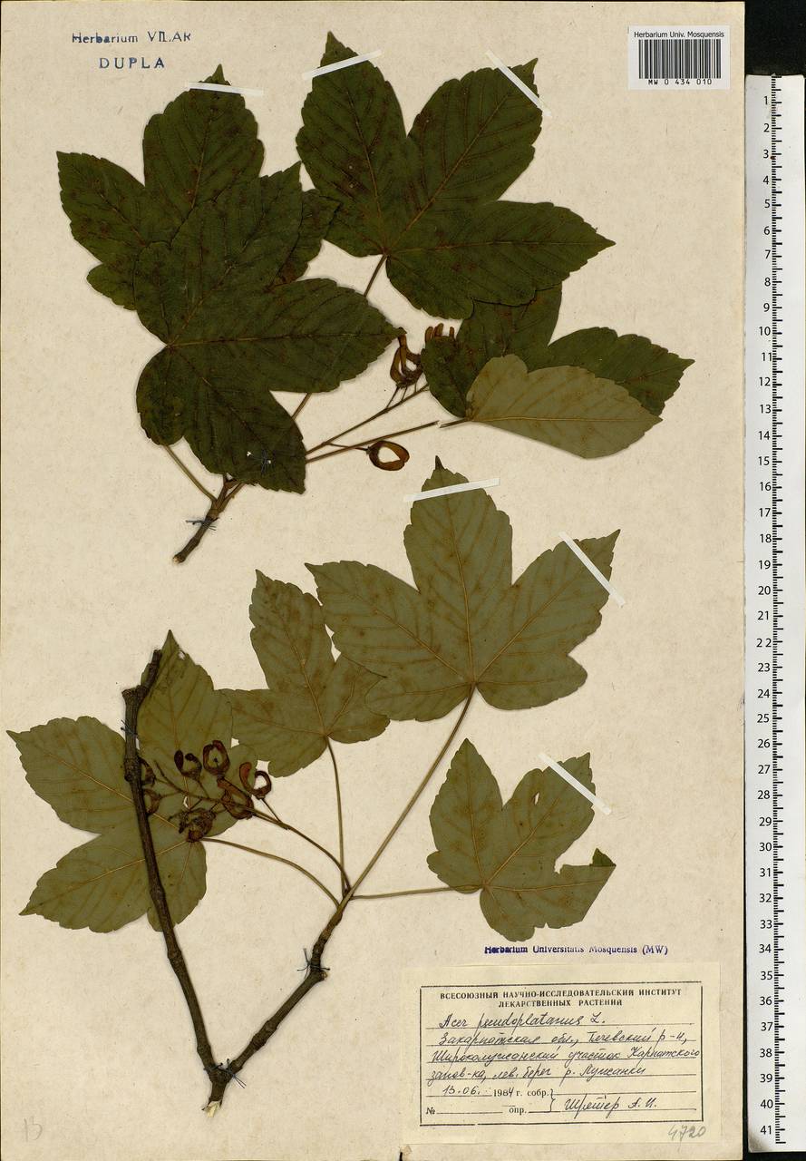 Acer pseudoplatanus L., Eastern Europe, West Ukrainian region (E13) (Ukraine)