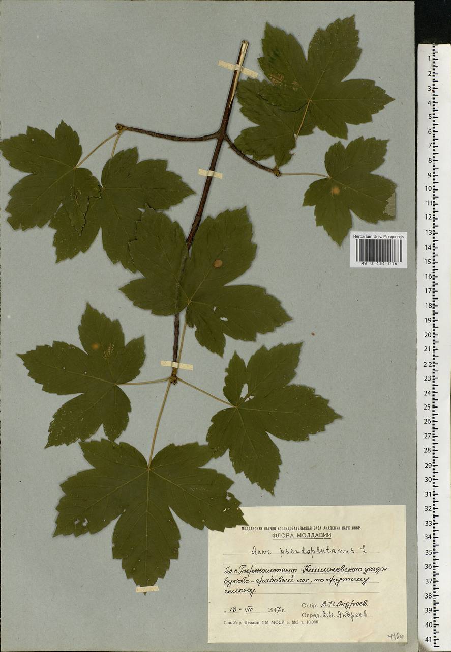 Acer pseudoplatanus L., Eastern Europe, Moldova (E13a) (Moldova)