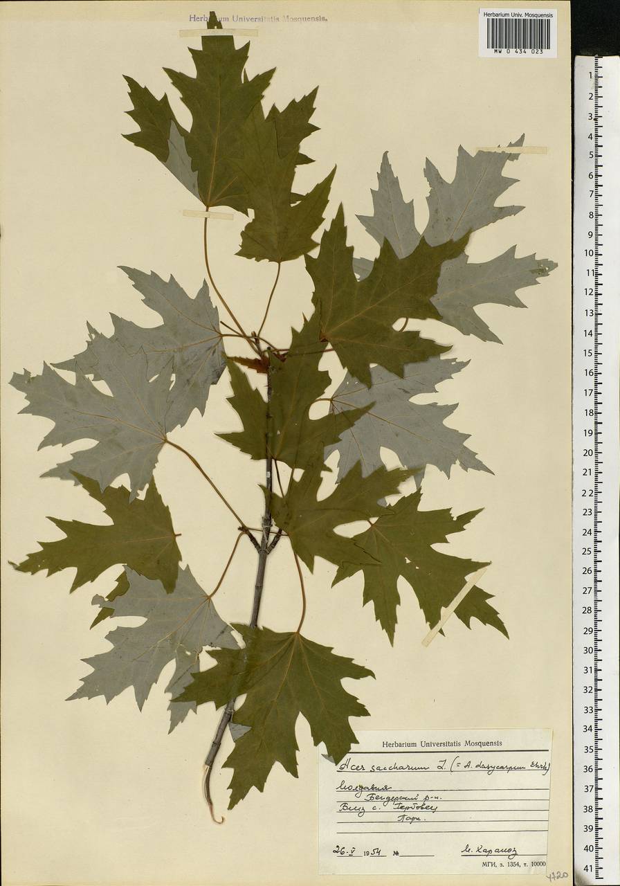 Acer saccharum, Eastern Europe, Moldova (E13a) (Moldova)