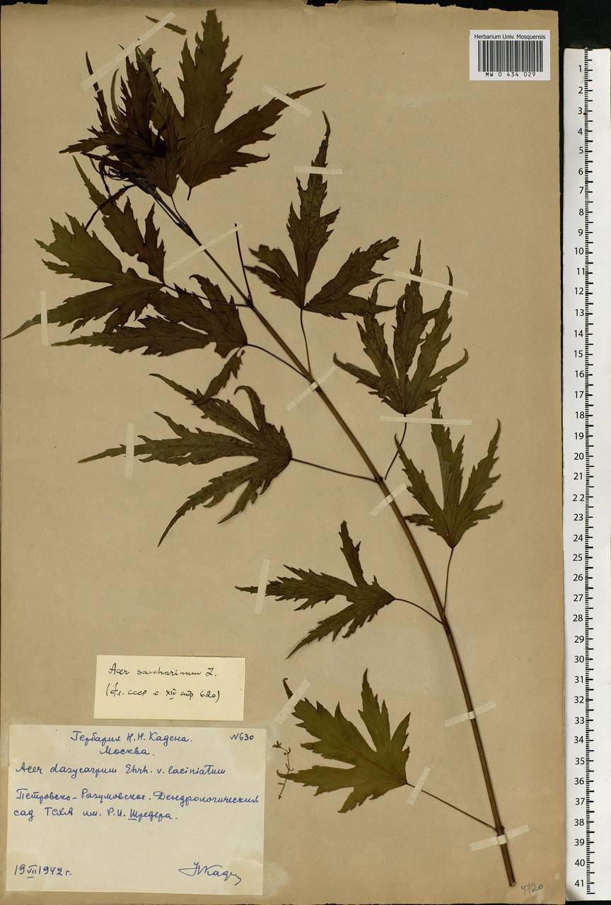 Acer saccharinum L., Eastern Europe, Moscow region (E4a) (Russia)