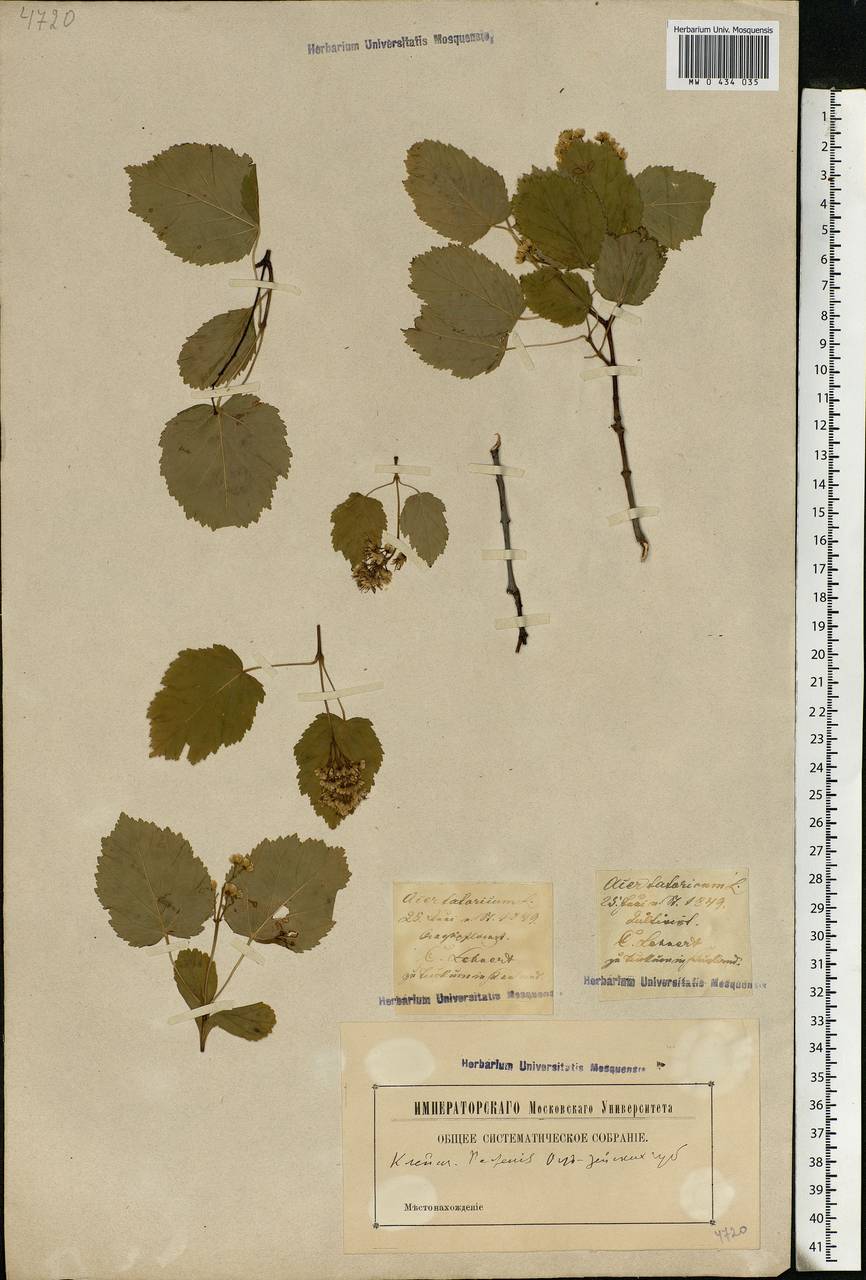 Acer tataricum L., Eastern Europe, Estonia (E2c) (Estonia)