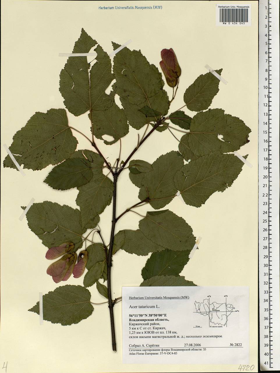 Acer tataricum L., Eastern Europe, Central region (E4) (Russia)