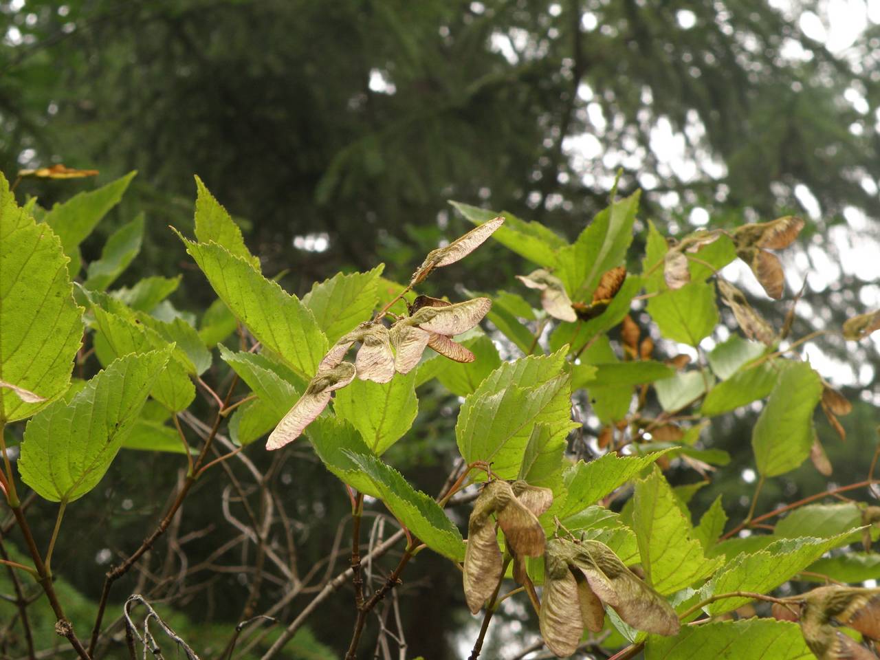 Acer tataricum L., Eastern Europe, Central region (E4) (Russia)