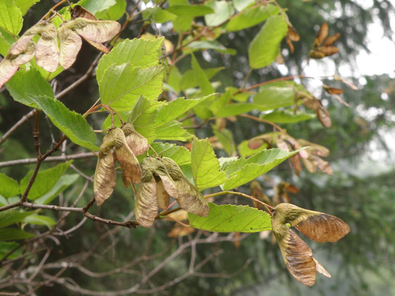 Acer tataricum L., Eastern Europe, Central region (E4) (Russia)