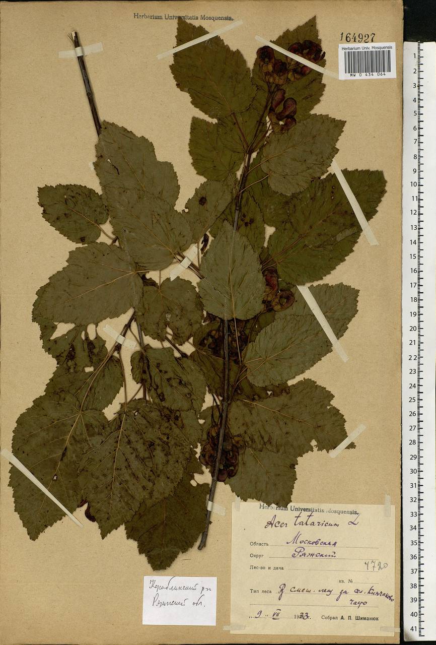 Acer tataricum L., Eastern Europe, Central region (E4) (Russia)