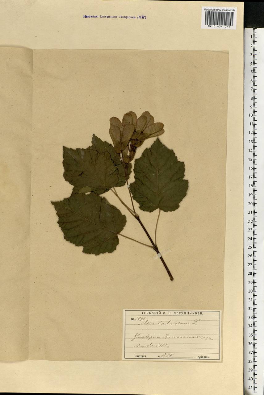 Acer tataricum L., Eastern Europe, Moscow region (E4a) (Russia)