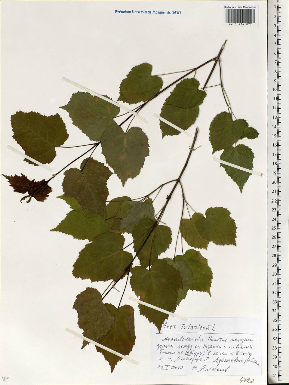 Acer tataricum L., Eastern Europe, Moscow region (E4a) (Russia)