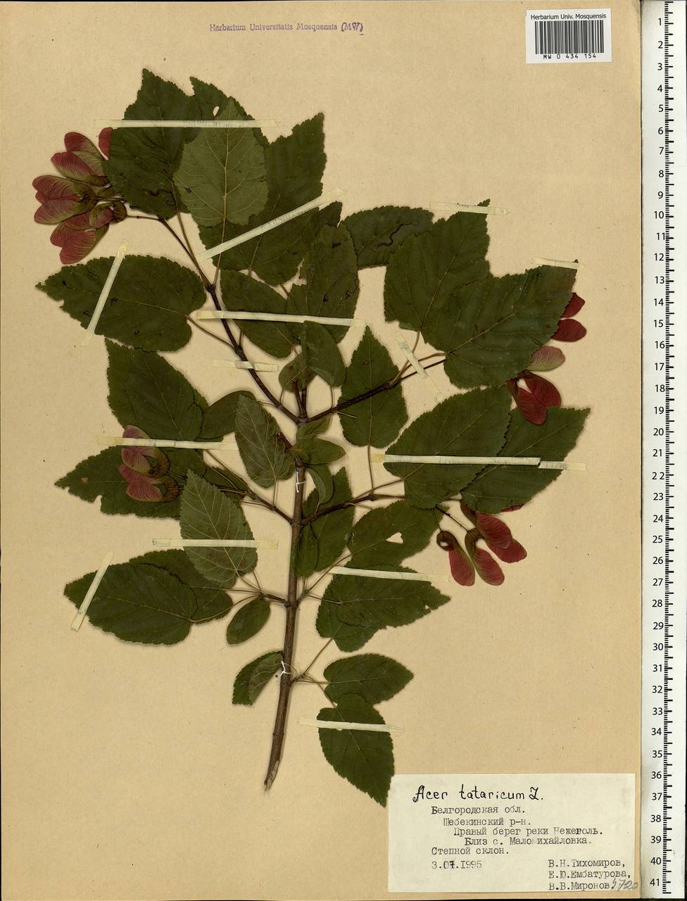 Acer tataricum L., Eastern Europe, Central forest-and-steppe region (E6) (Russia)