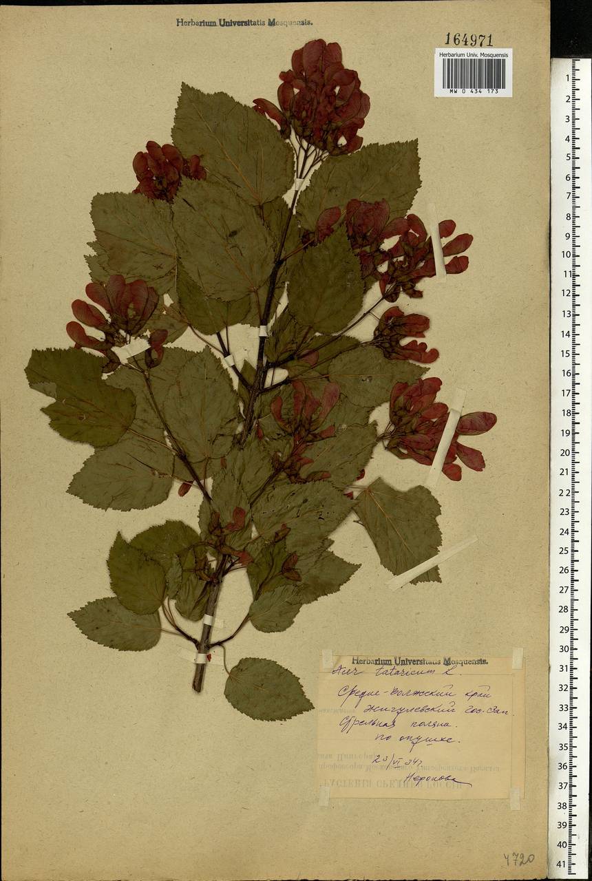 Acer tataricum L., Eastern Europe, Middle Volga region (E8) (Russia)