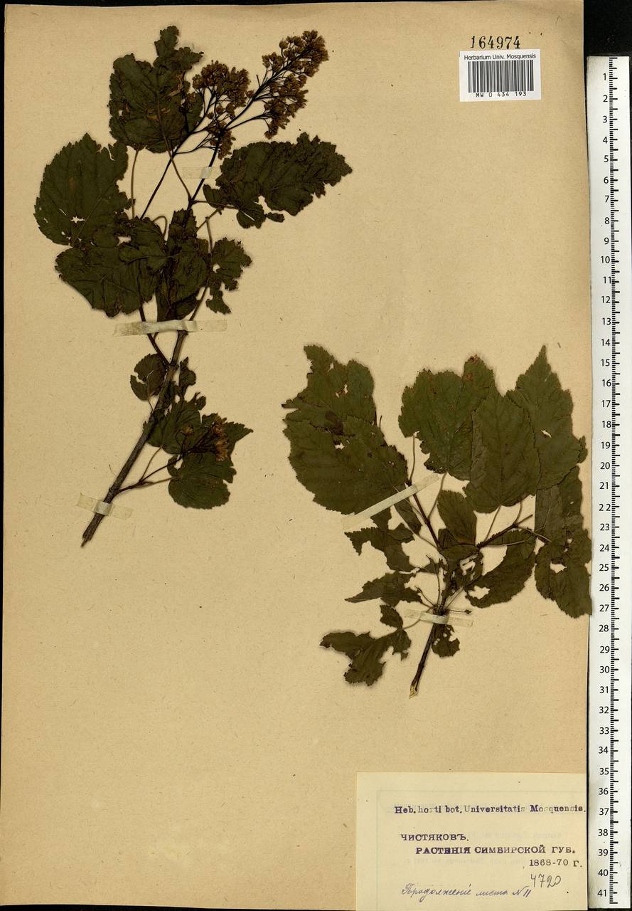 Acer tataricum L., Eastern Europe, Middle Volga region (E8) (Russia)