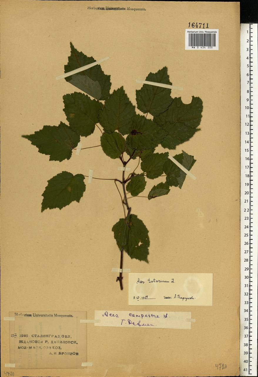 Acer tataricum L., Eastern Europe, Lower Volga region (E9) (Russia)