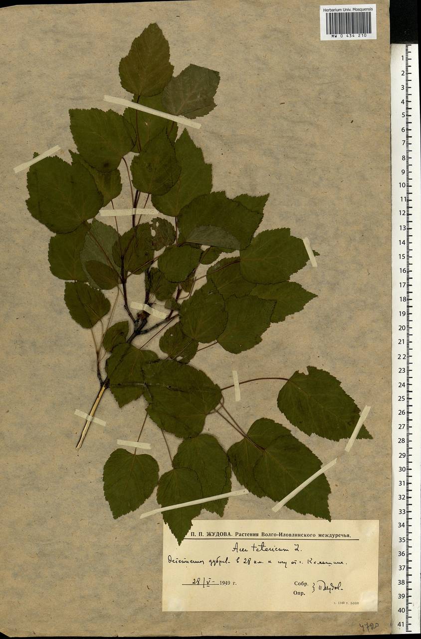 Acer tataricum L., Eastern Europe, Lower Volga region (E9) (Russia)